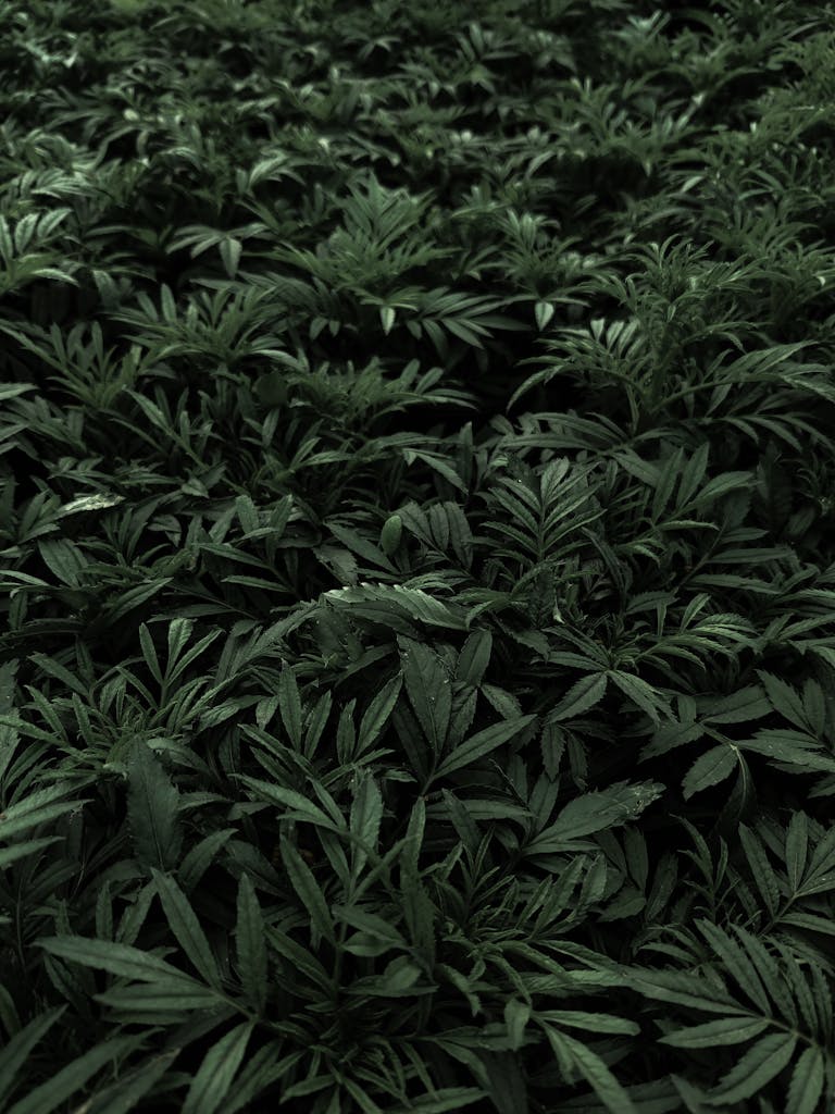 Lush green leaves cover the ground, showcasing natural abundance in a high-angle view.