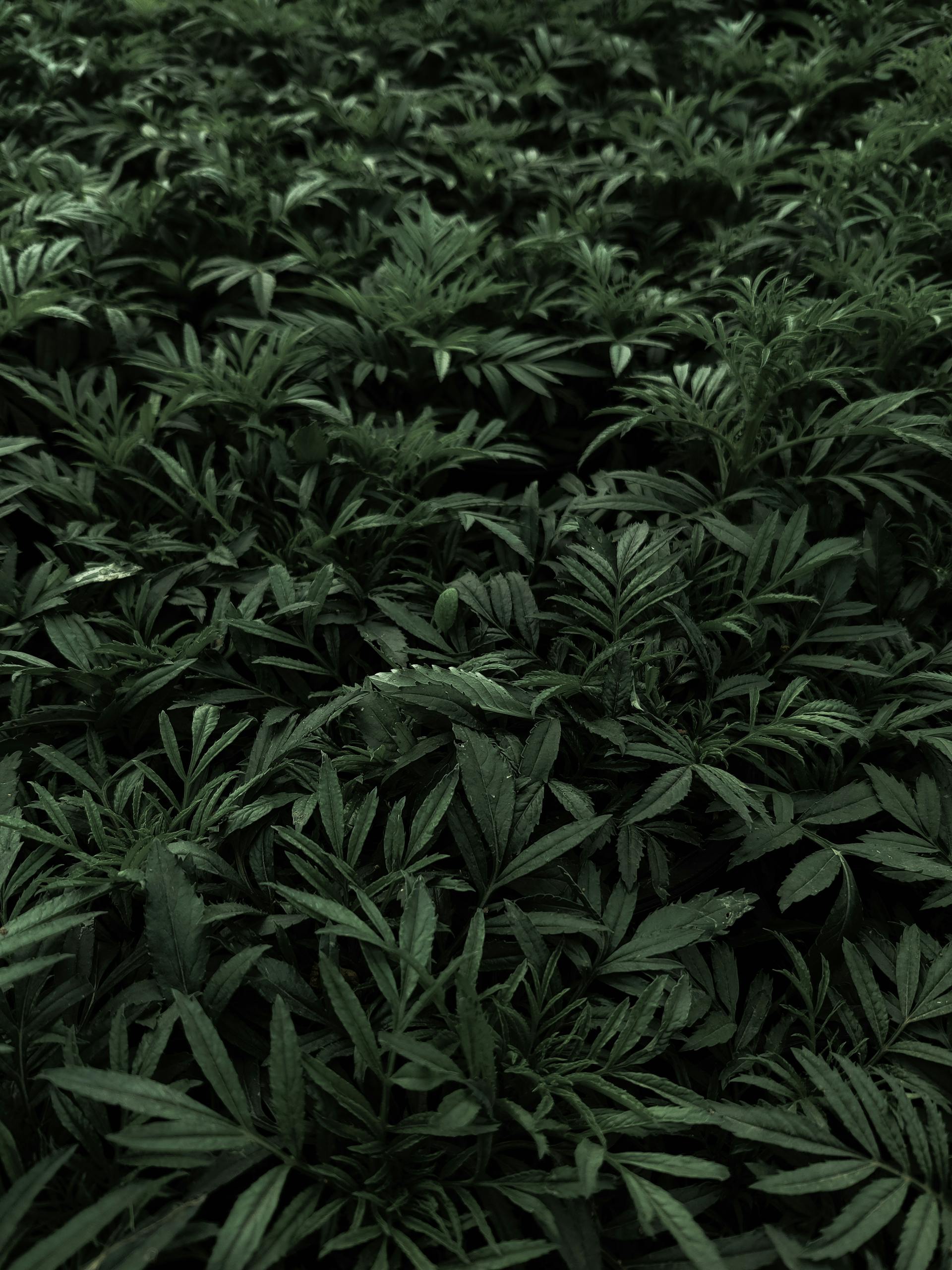 Lush green leaves cover the ground, showcasing natural abundance in a high-angle view.